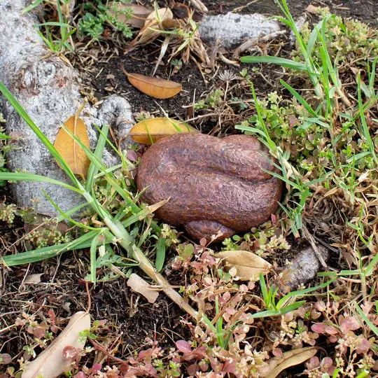 Lucky Line 90501 Doggie Doo Key Hider 1 Per Card